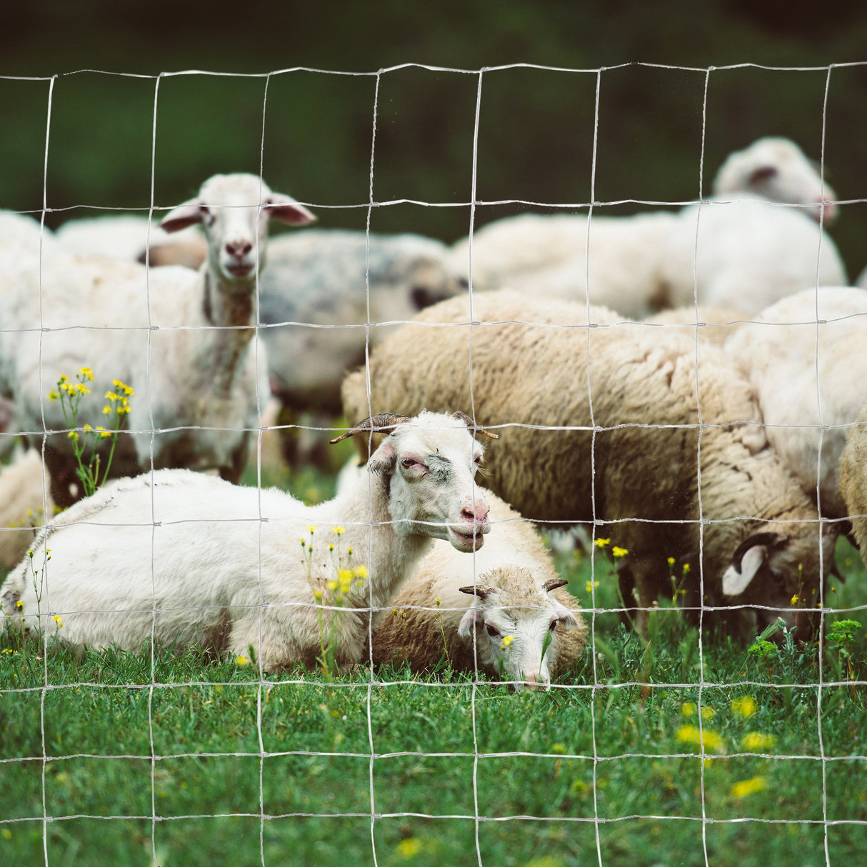 easycomfort easycomfort rotolo di rete per recinzione metallica zincata da 26.1m altezza 1.2m argento