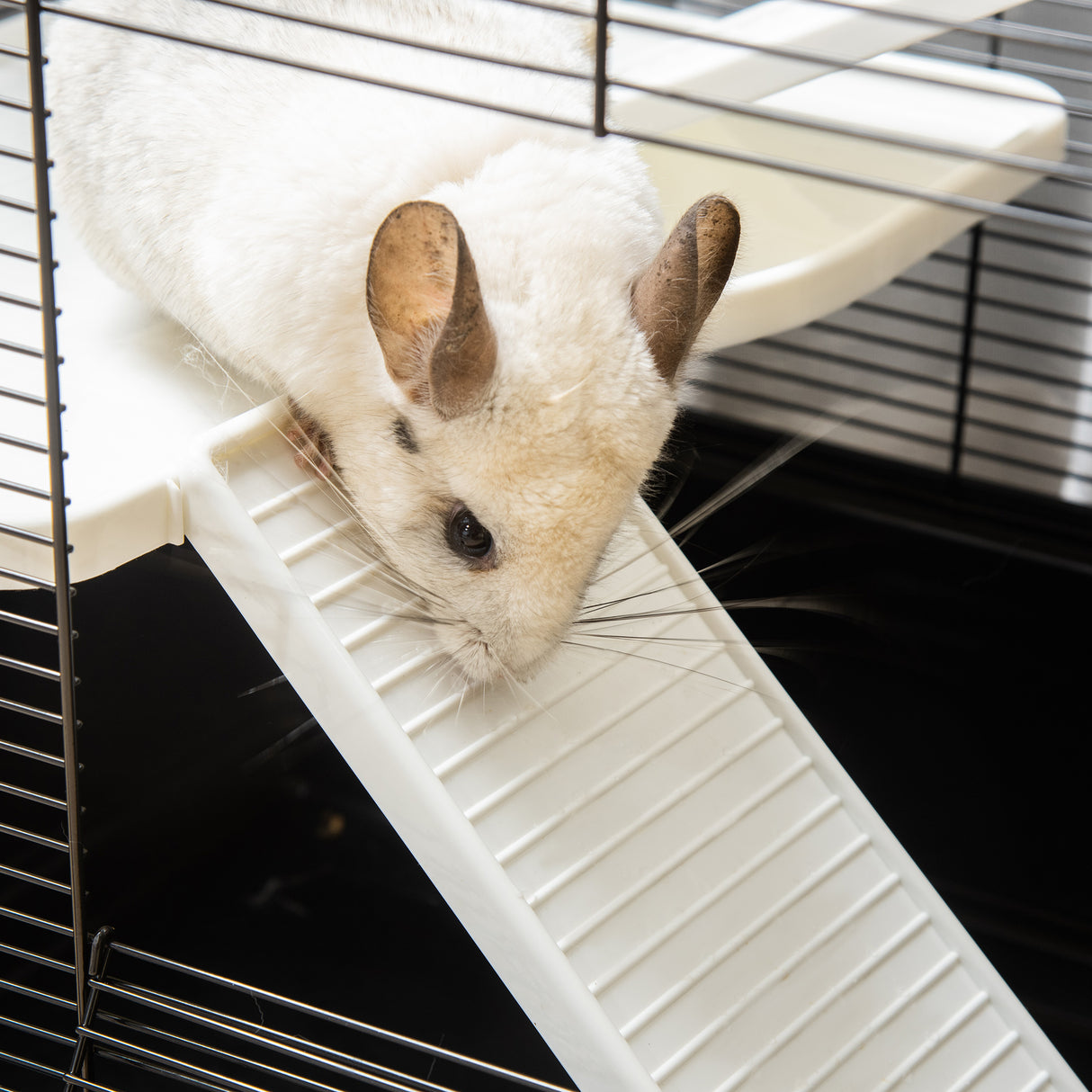 easycomfort easycomfort gabbia per porcellino dindia con maniglia serbatoio dacqua rampa e piatto 80x48x58cm nera