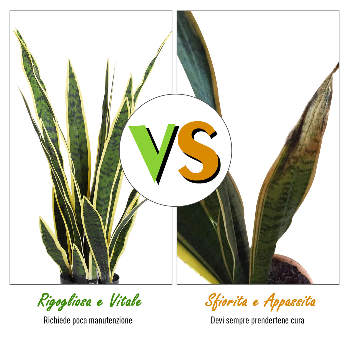 easycomfort easycomfort sanseveria artificiale pianta da esterno e interno con vaso decorativo realistica verde e giallo 15cm x 80cm ean 8054111841894