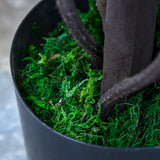 easycomfort easycomfort pianta artificiale glicine bianco finto 165cm per interni ed esterni ean 8054144135786