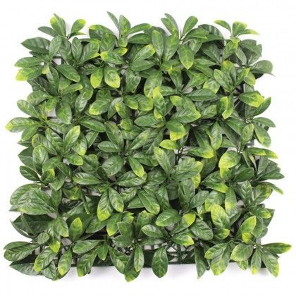 evergreen x4 pz lauro finta siepe ceraso plus 50x50 cm 48658 ean 8053323388364