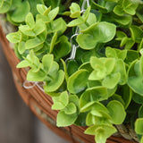 easycomfort easycomfort pianta artificiale di clematide set 2 pezzi con gancio catena e vaso inclusi 30 x 32a cm